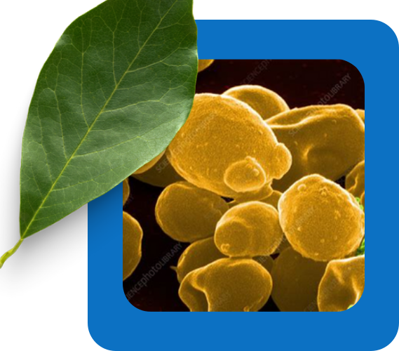 Yeast cells