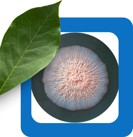 Candida culture