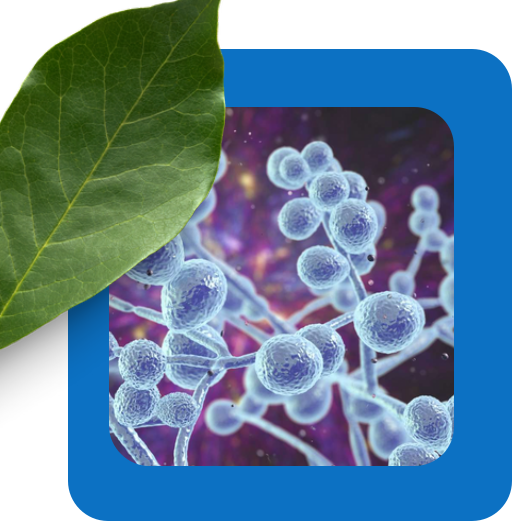 Candida cells