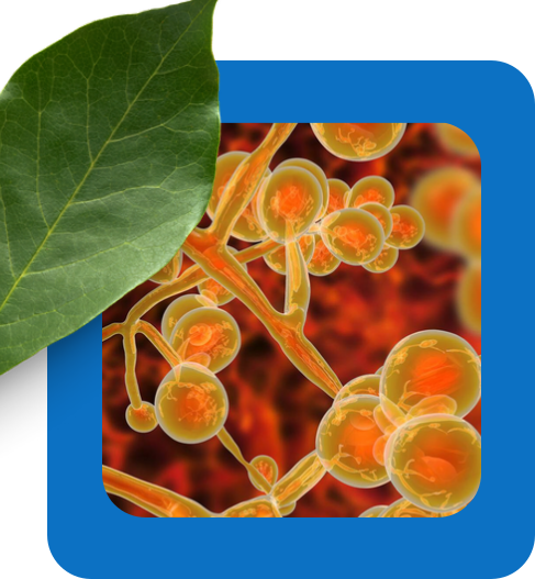 Candida albicans